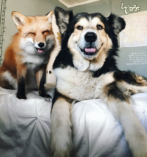 دوستی عجیب و جالب سگ و روباه!
