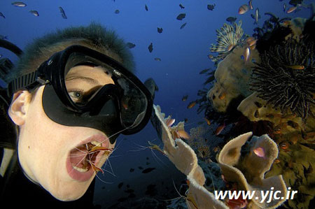 آشنایی با مسواک های دریایی,نحوه تمیز کردن دندان با میگو