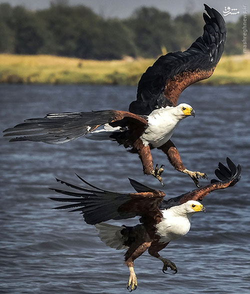 عکس/ نبرد عقاب‌ها برسر یک ماهی