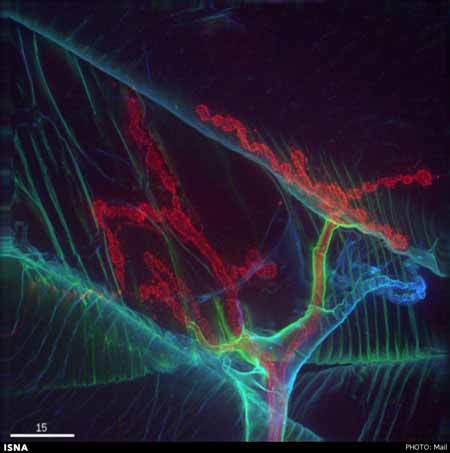 اخبار,اخبار علمی,تصاویر میکروسکوپی سلولها