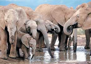 کشف حس همکاری در میان فیل‌ها