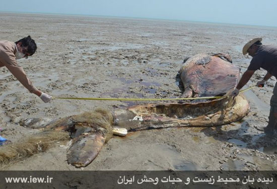 مشاهده لاشه یک نهنگ عظیم الجثه در سواحل خوزستان