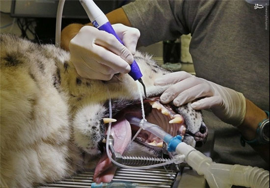 پلنگ برفی در دندانپزشکی+تصاویر