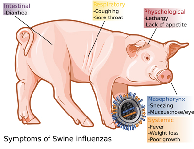 درمان آنفلوآنزای خوکی,آنفلوآنزای h1n1,واکسن آنفلوآنزایh1n1