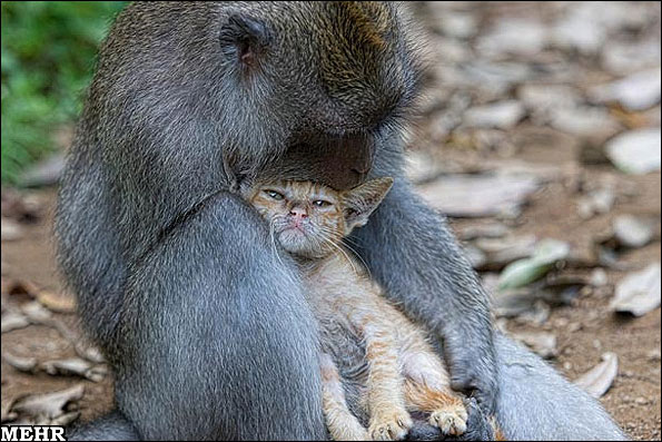 فرزندخواندگی یک بچه گربه توسط میمون 