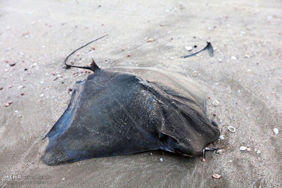 تصاویری از مرگ سفره ماهی‌ ها در قشم