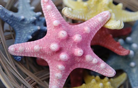 عکسهای جذاب,ستاره دریایی,تصاویر دیدنی