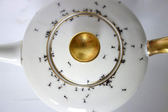 پذیرایی با ظروفی پر از مورچه! +عکس