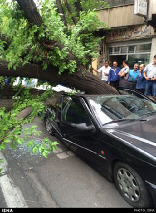 سقوط درخت روی 3 خودرو +عکس