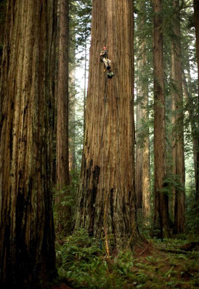 تصاویر بلندترین درختان جهان, اسنک خوری روی بلندترین درخت جهان