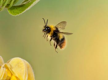 حشرات گرده‌افشان,زنبور عسل,گرده افشانی زنبور عسل,مطالب علمی